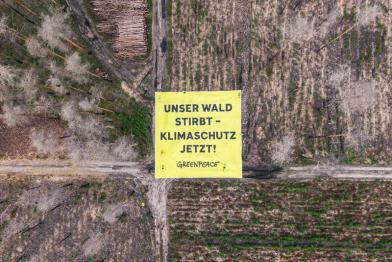 Aktion in einem geschädigten Wald in Brandenburg