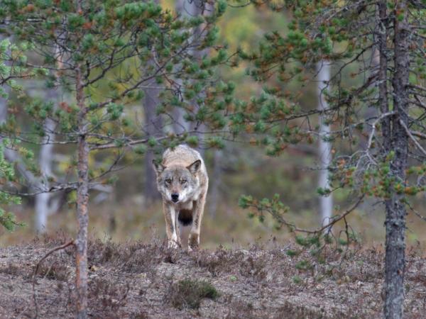 Wolf im Wald